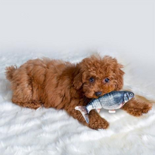 Laden Sie das Bild in den Galerie-Viewer, Original Zappelfisch™ - Spitzenspass für Dein Haustier (50% Rabatt)